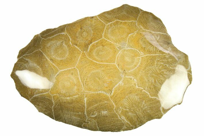 Polished Fossil Coral (Actinocyathus) Head - Morocco #276778